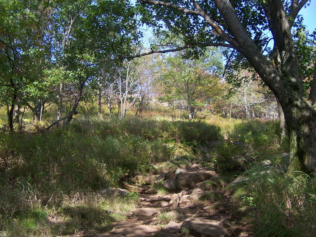 Photo: Clearing On Buck