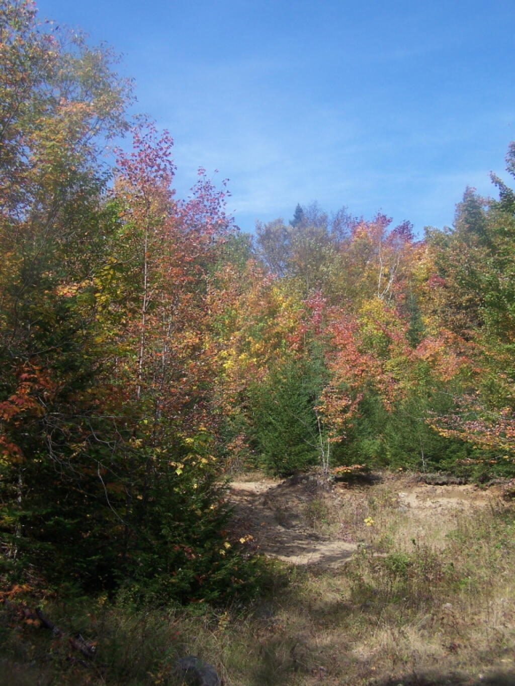 Photo: Colorful Trees Along Gravel Pit