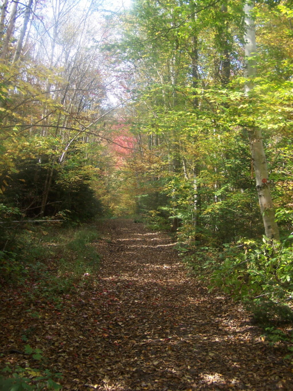 Photo: Along the Old Wakely Mountain Road