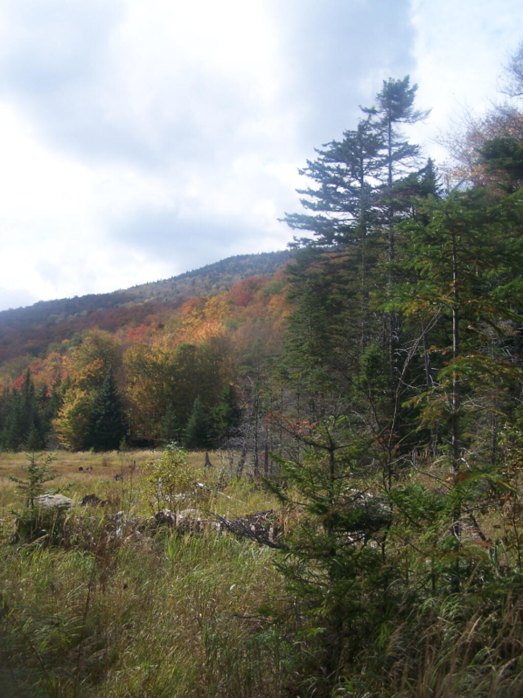 Photo: Swamp at Base of Wakely Mountain
