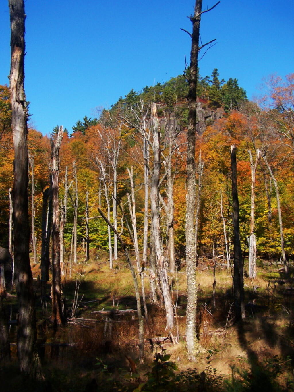 Photo: Swamp on Ledge of Pok-O-Moonshine Photo: Swamp on Ledge of Pok-O-Moonshine