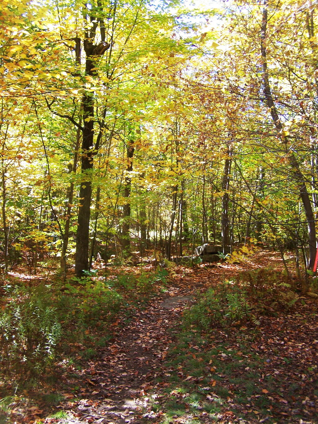Photo: Trail