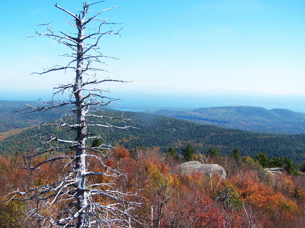 Photo: Tree and Lake Champlain Photo: Tree and Lake Champlain