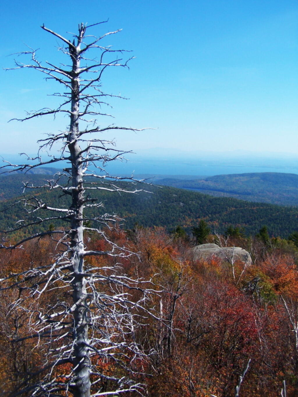 Photo: Tree Photo: Tree