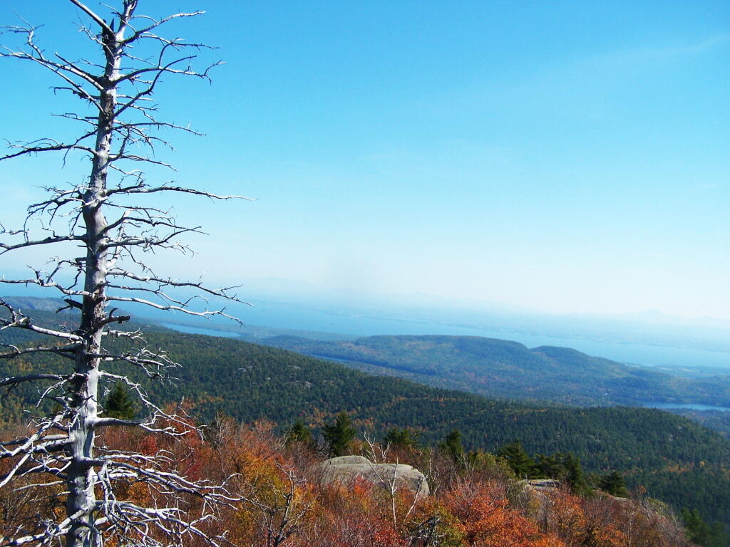 Photo: Blue Skies and Folleage Photo: Blue Skies and Folleage