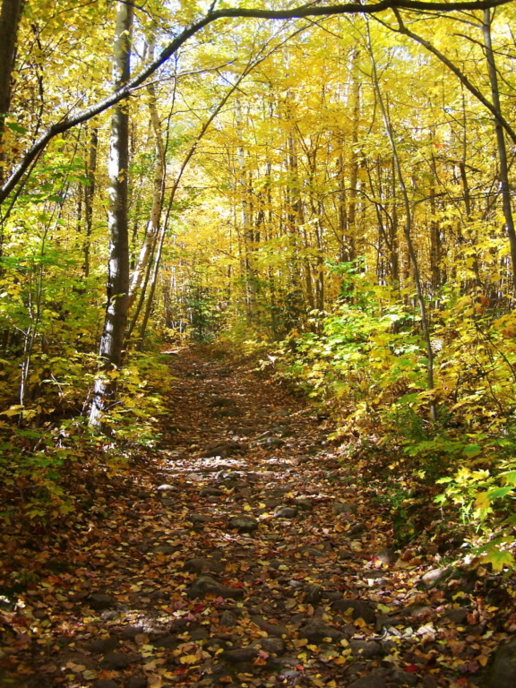 Photo: Following the Old Woods Trail Photo: Following the Old Woods Trail