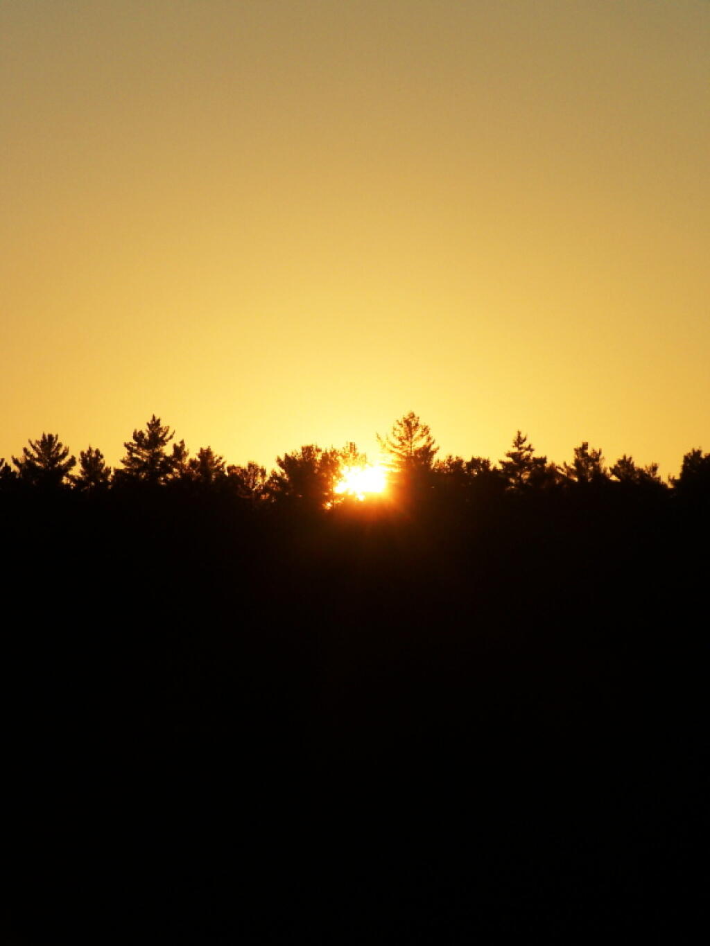 Photo: Sunlit Tree Line Photo: Sunlit Tree Line