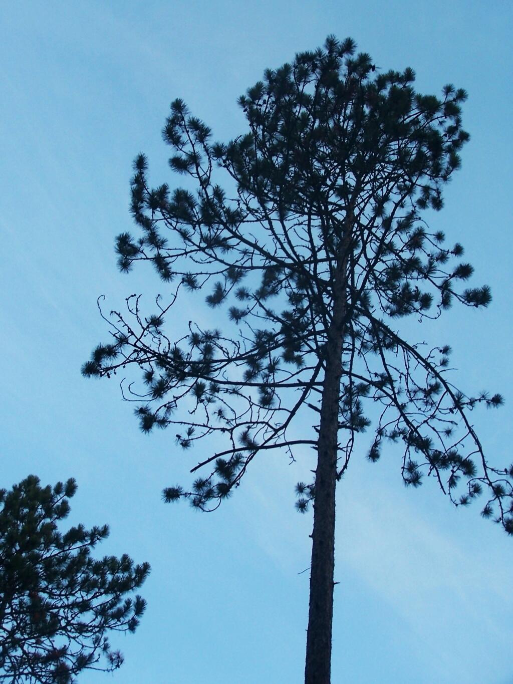 Photo: White Pine Silloute Photo: White Pine Silloute
