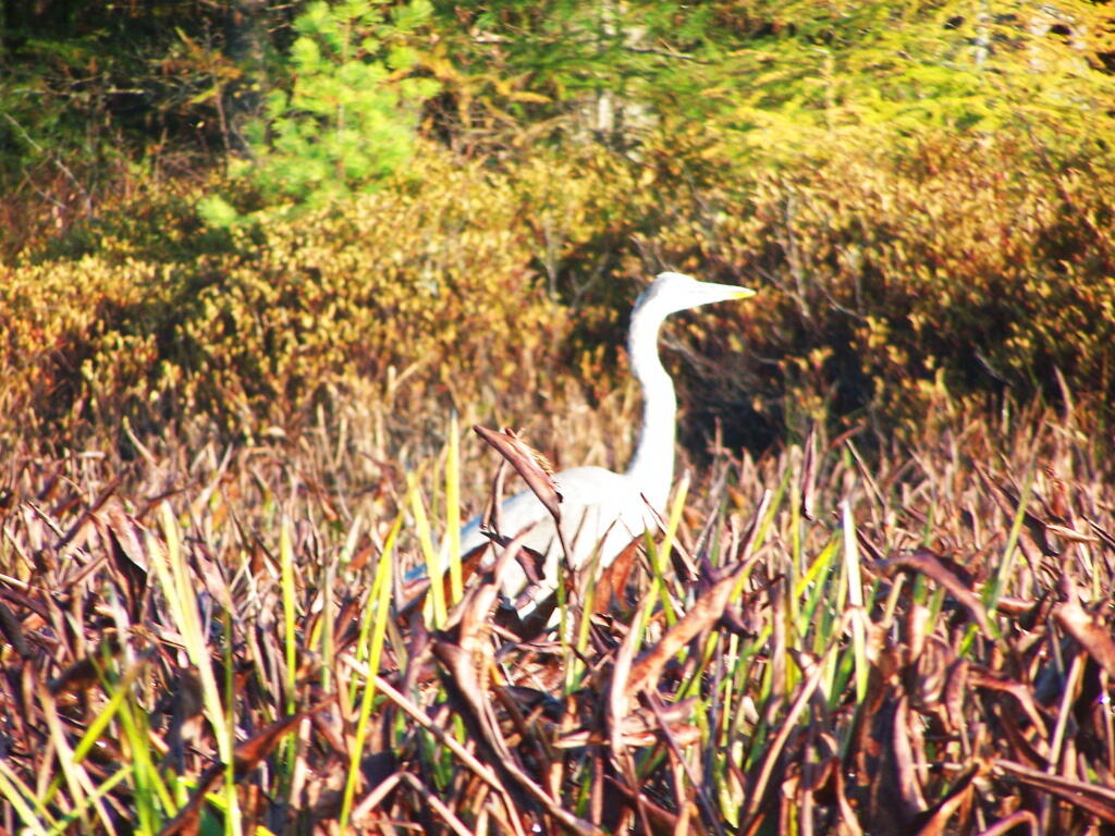 Photo: Great Blue Heron Photo: Great Blue Heron