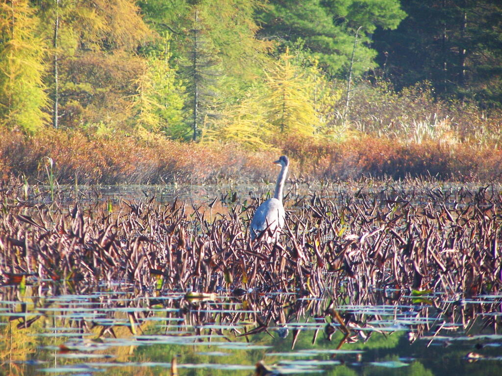 Photo: Great Blue Heron 2