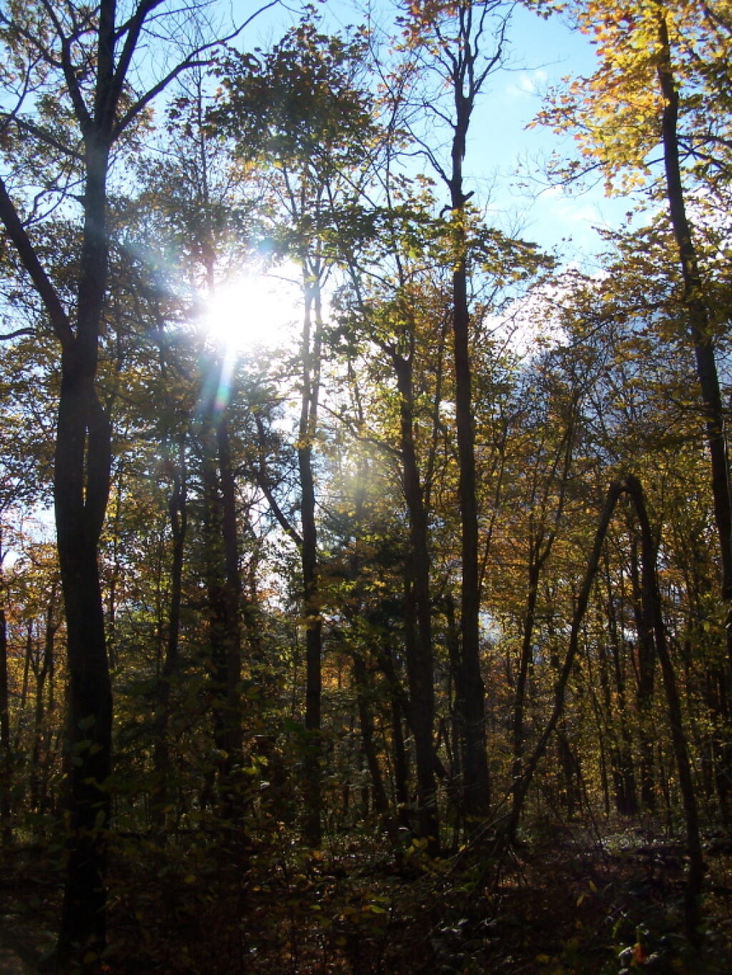 Photo: Sun Through Trees Photo: Sun Through Trees