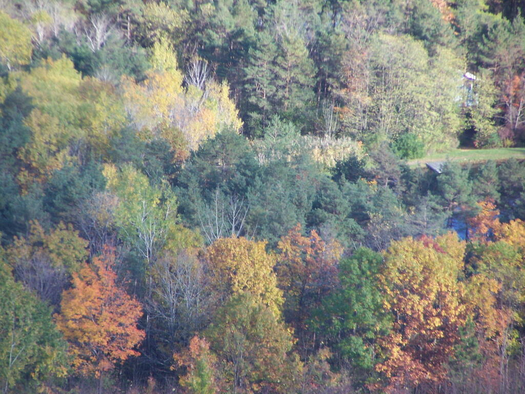 Photo: Faded Foliage