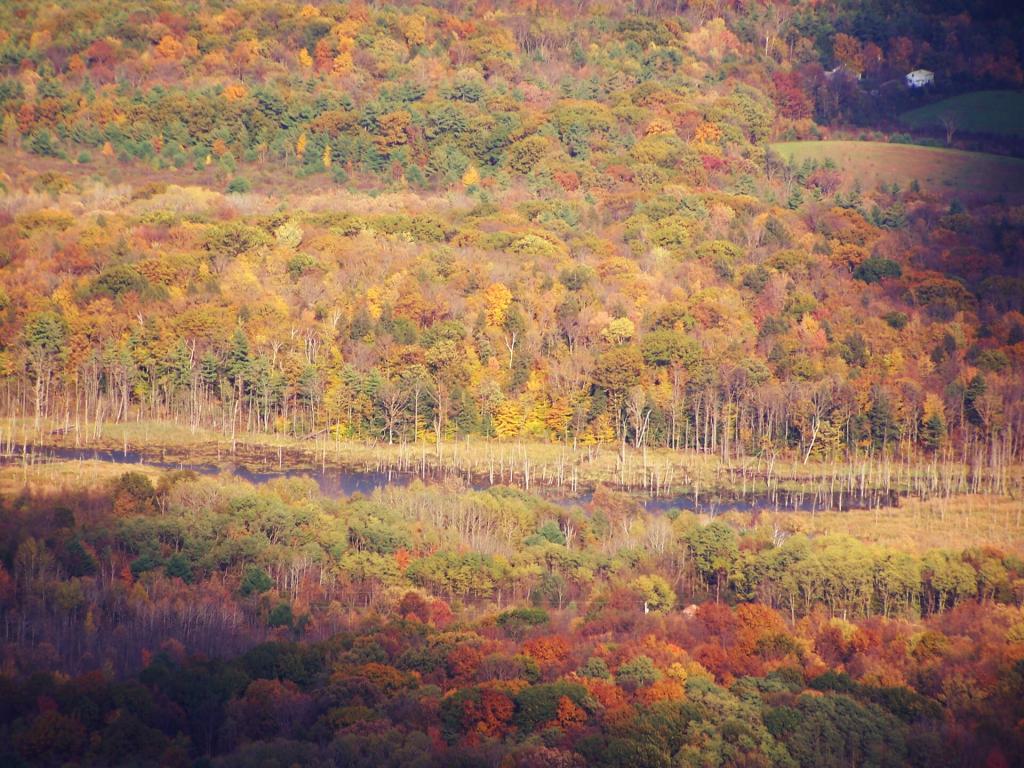 Photo: Swamp Photo: Swamp