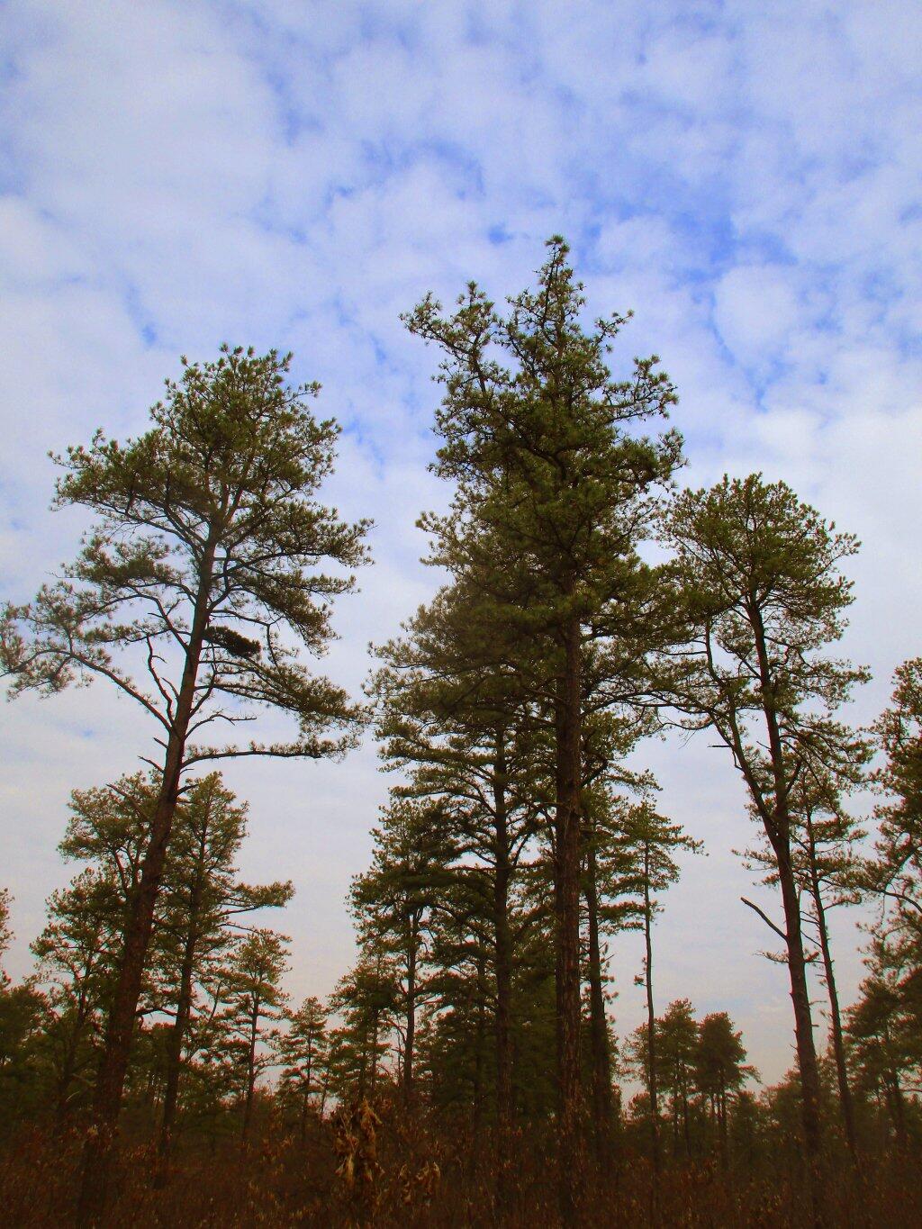 Photo: Barrens