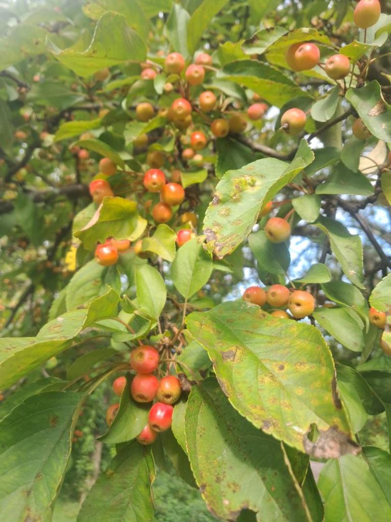 Photo: Cherries [Expires September 5 2026]