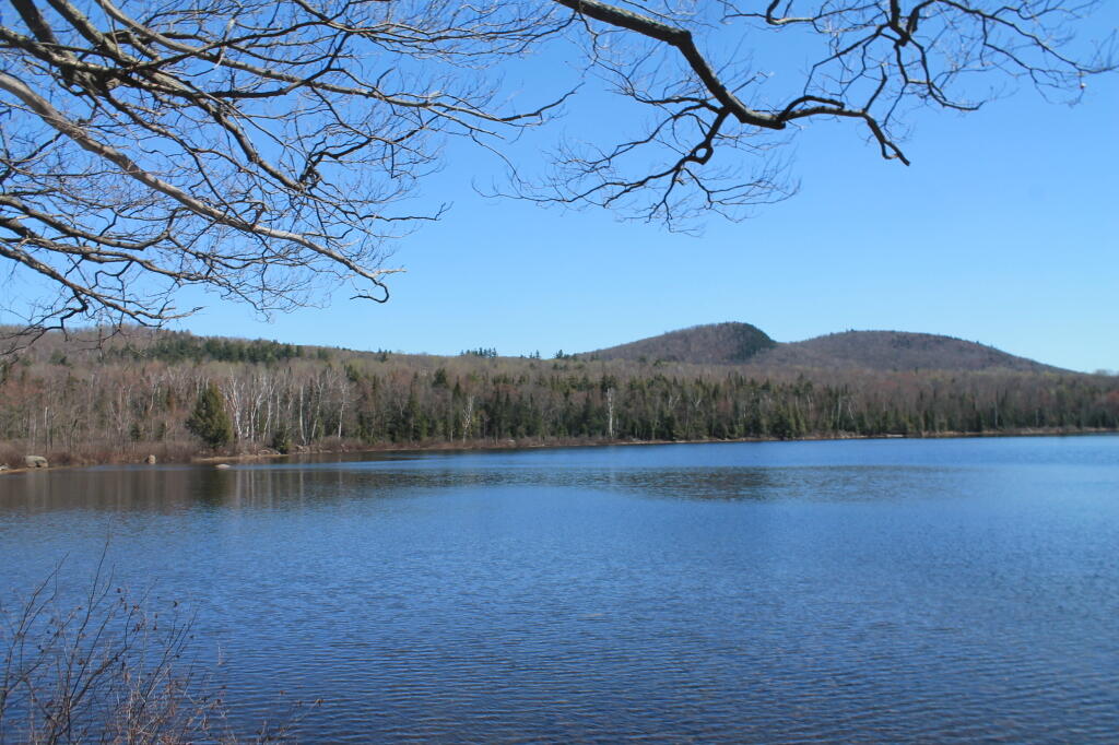 Photo: Balm of Gilead Photo: Balm of Gilead