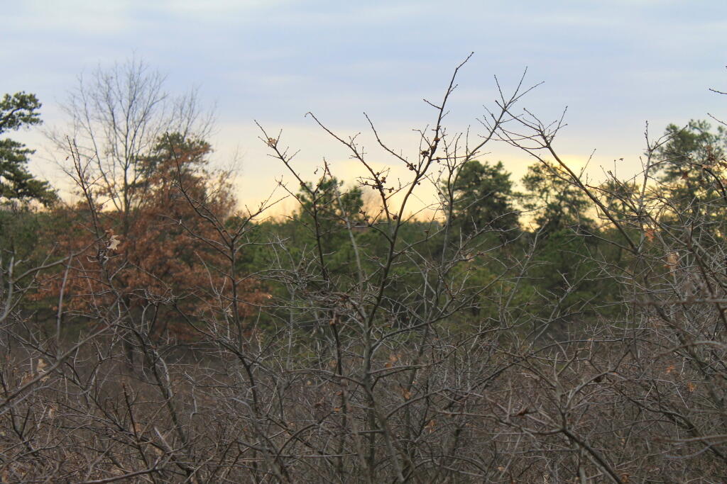Photo: East Barrens 1