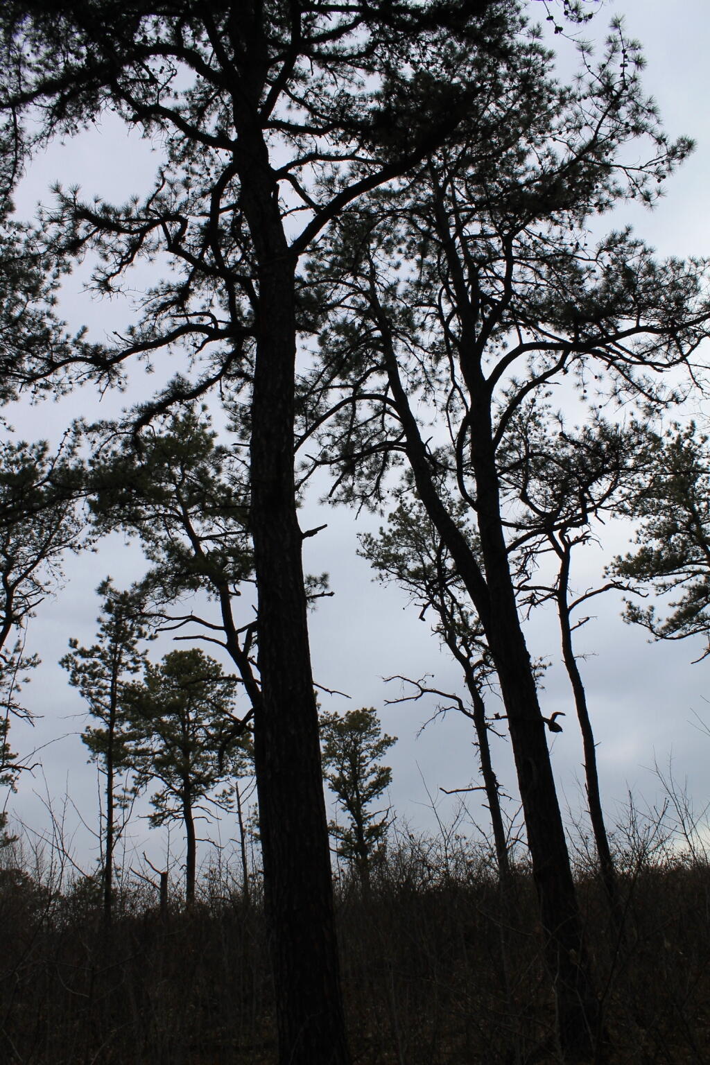 Photo: Trees Shadow the Path