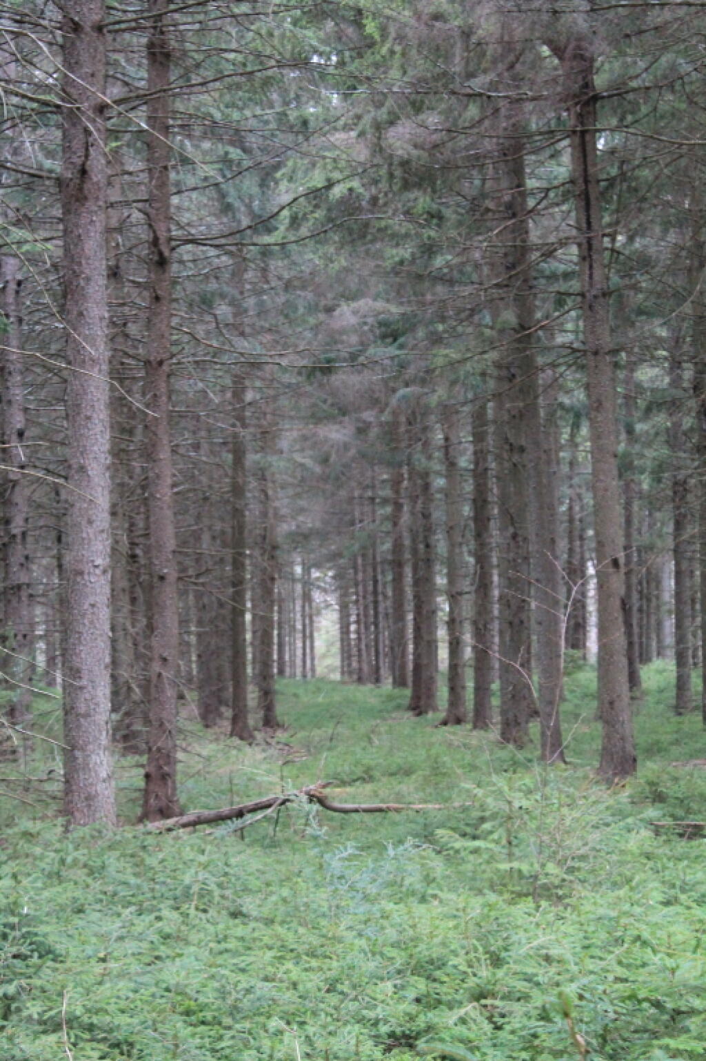 Photo: Timber Planation