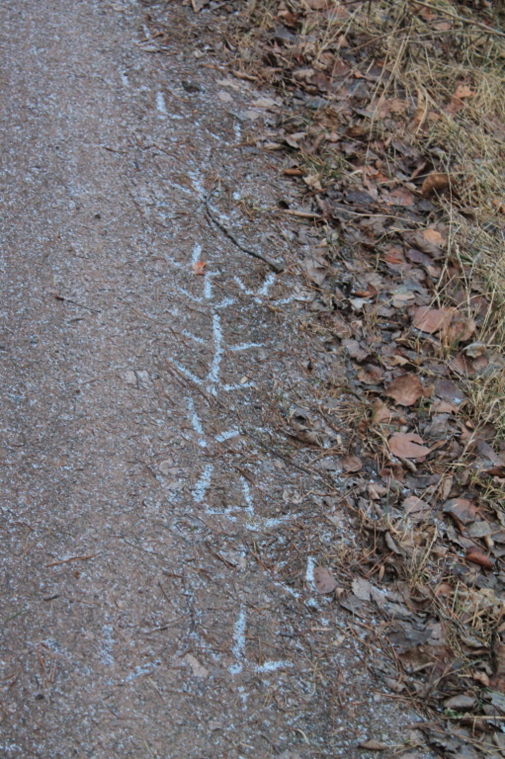 Photo: Wild Turkey Prints Photo: Wild Turkey Prints
