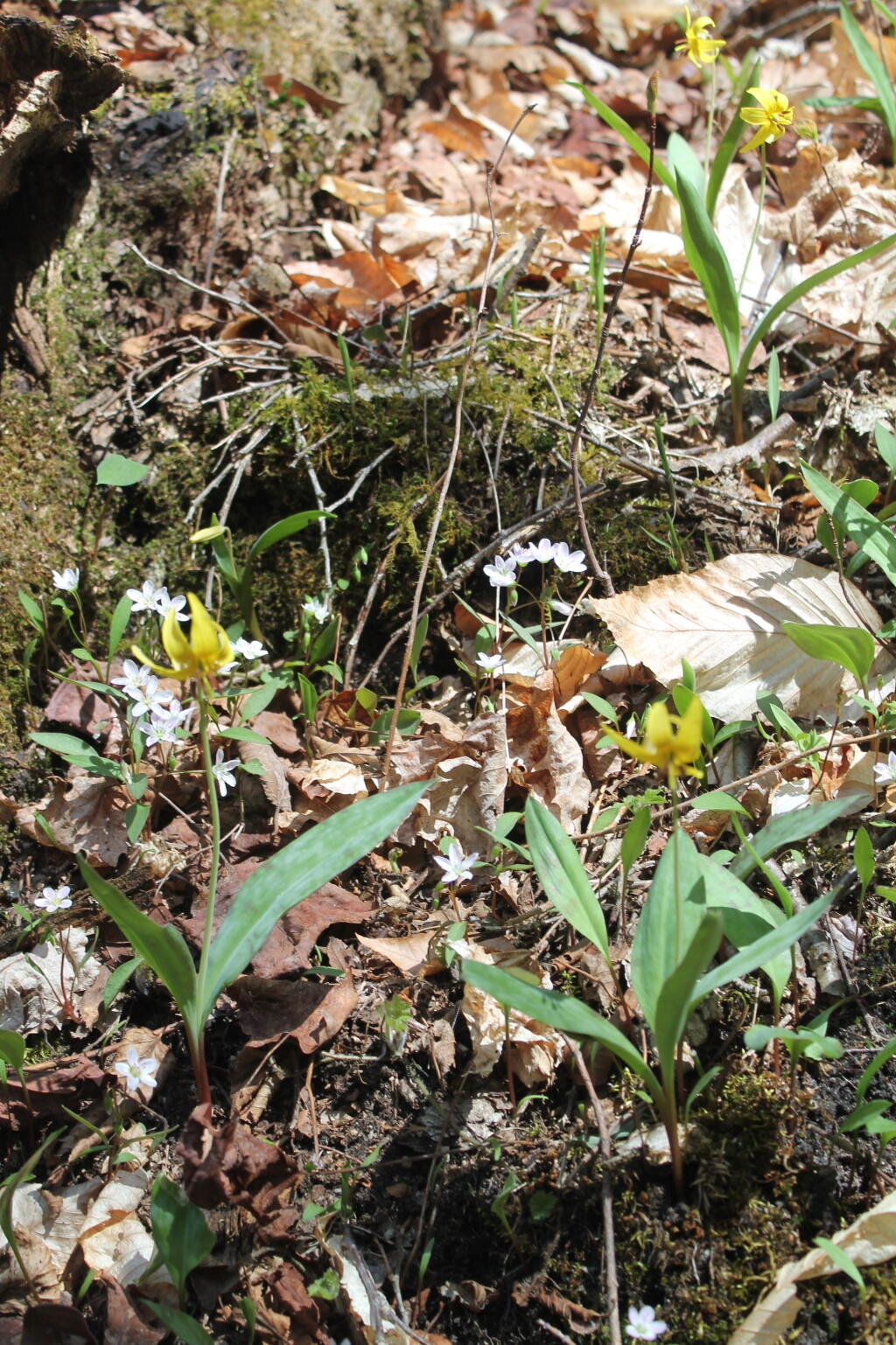 Photo: Trout Lilly Photo: Trout Lilly