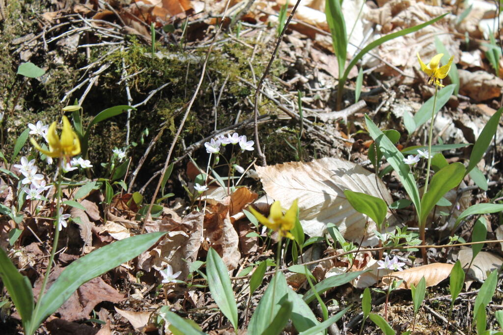 Photo: Wildflowers Photo: Wildflowers