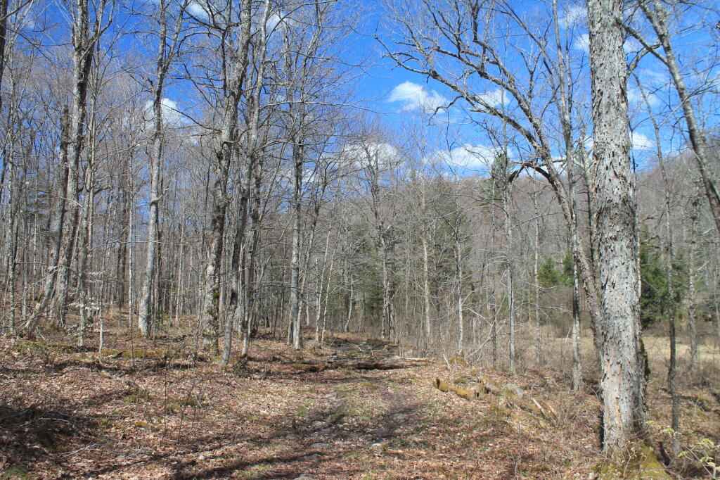 Photo: Old Woods Road
