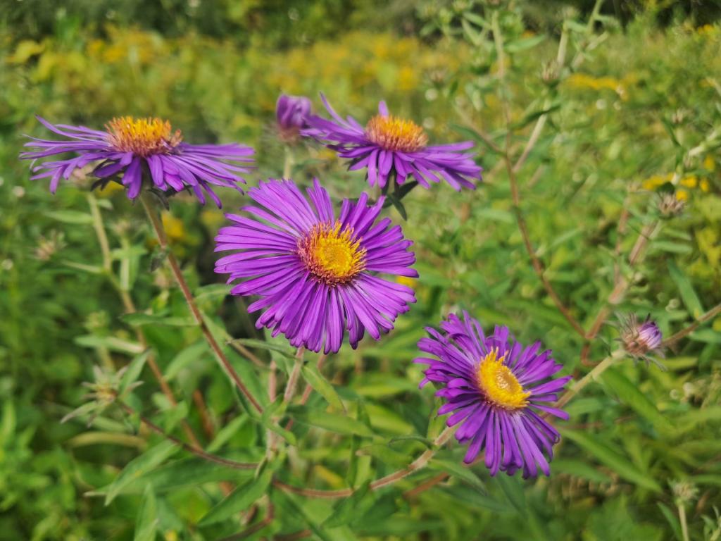 Photo: New England Astor [Expires September 5 2026]