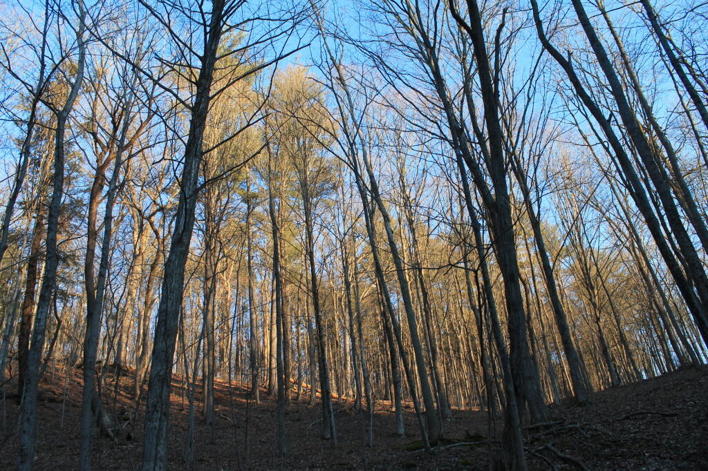 Photo: Sunlight Hits Trees