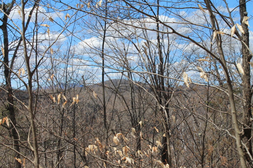 Photo: Blue Mountain in the Distance Photo: Blue Mountain in the Distance