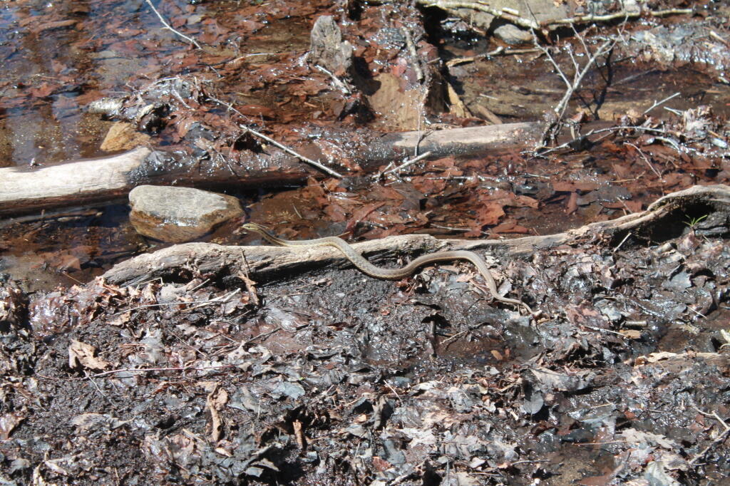 Photo: Snake Photo: Snake