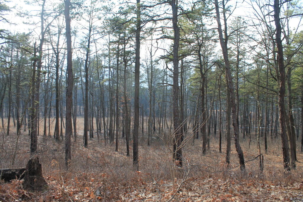 Photo: Thru the Pine Barriens