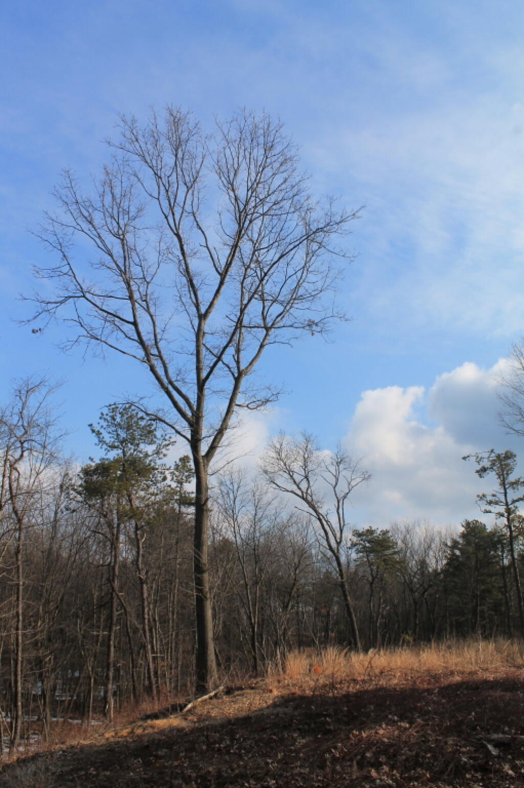 Photo: Tree on Recently Burnt Hillside