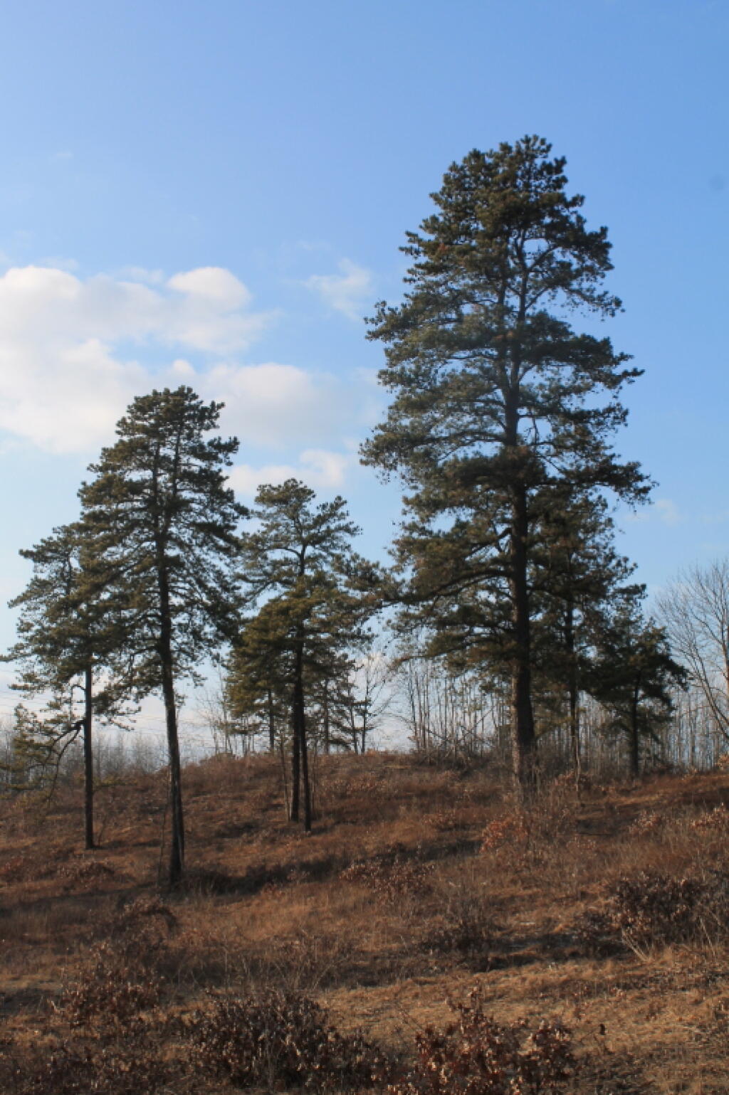Photo: Towards the Thruway