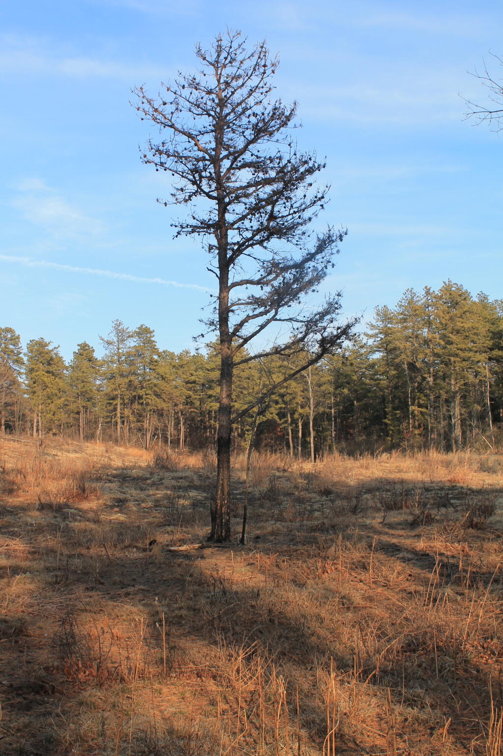 Photo: Pitch Pine