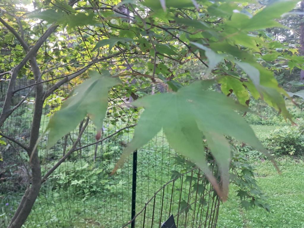 Photo: Japanese Maple [Expires September 5 2026]