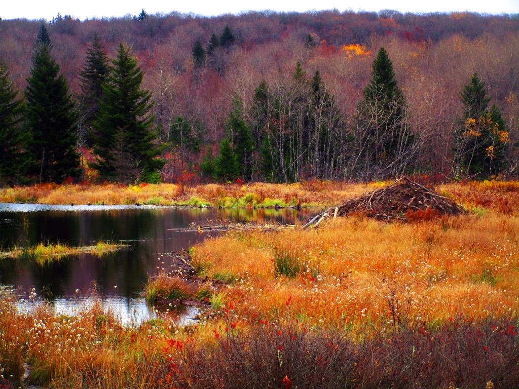Photo: Beaver Lodge