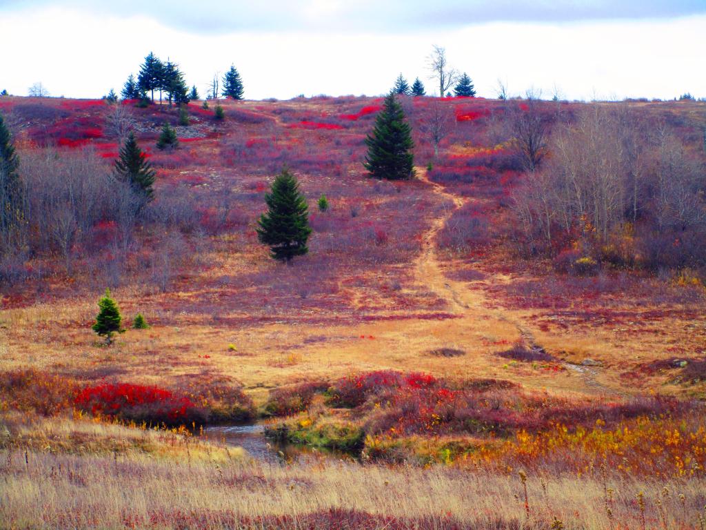 Photo: Beyond Red Creek to the Heath Barrens