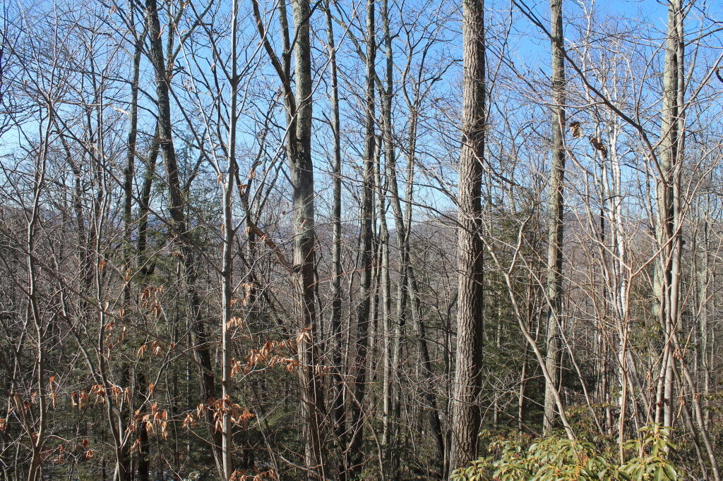 Photo: Peaking Thru the Trees