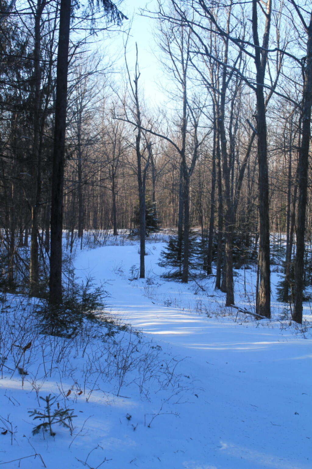 Photo: Snow Covered Truck Trail