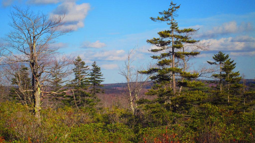 Photo: Afternoon at Dolly Sods
