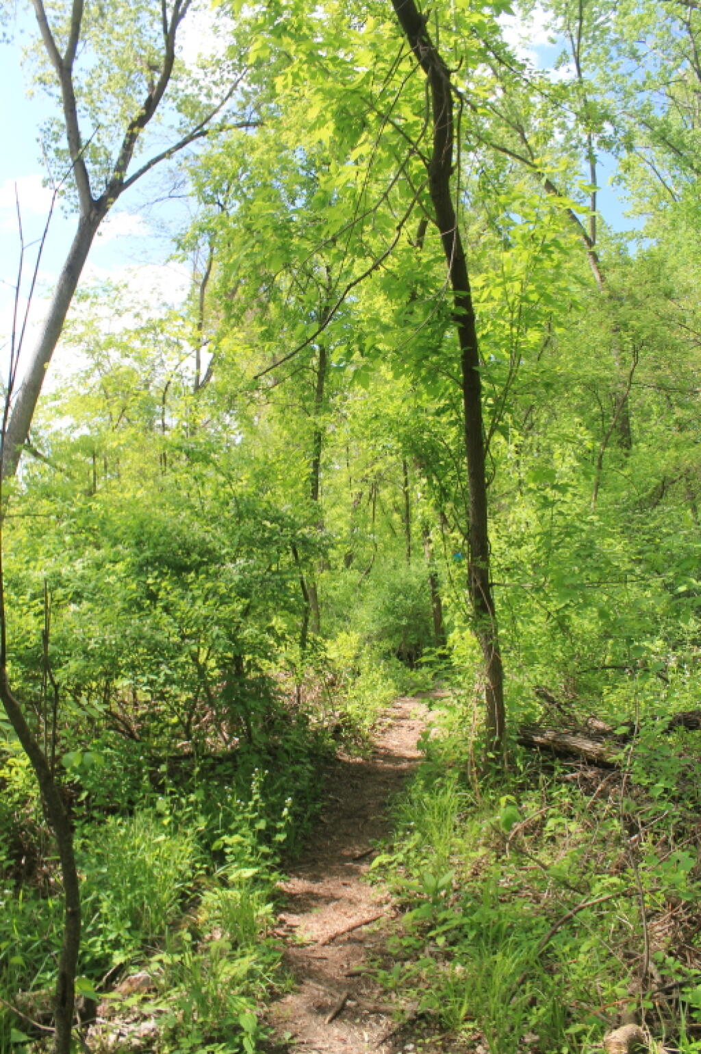 Photo: Trail Along Rivers Edge