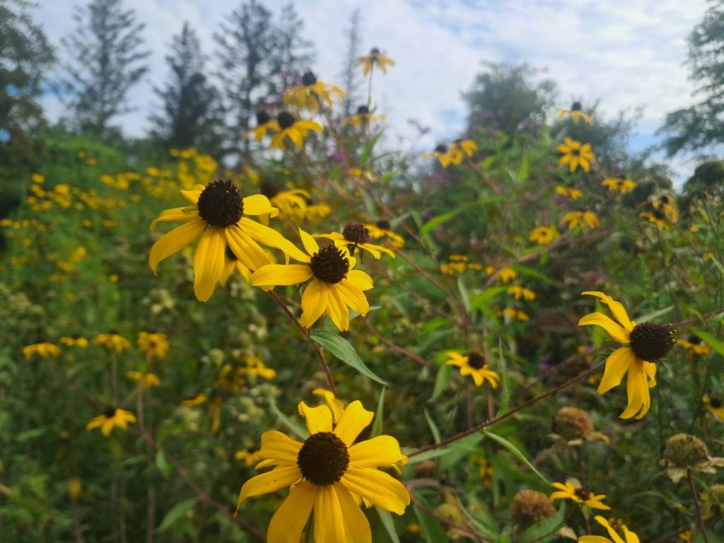 Photo: Black Eye [Expires September 5 2026]
