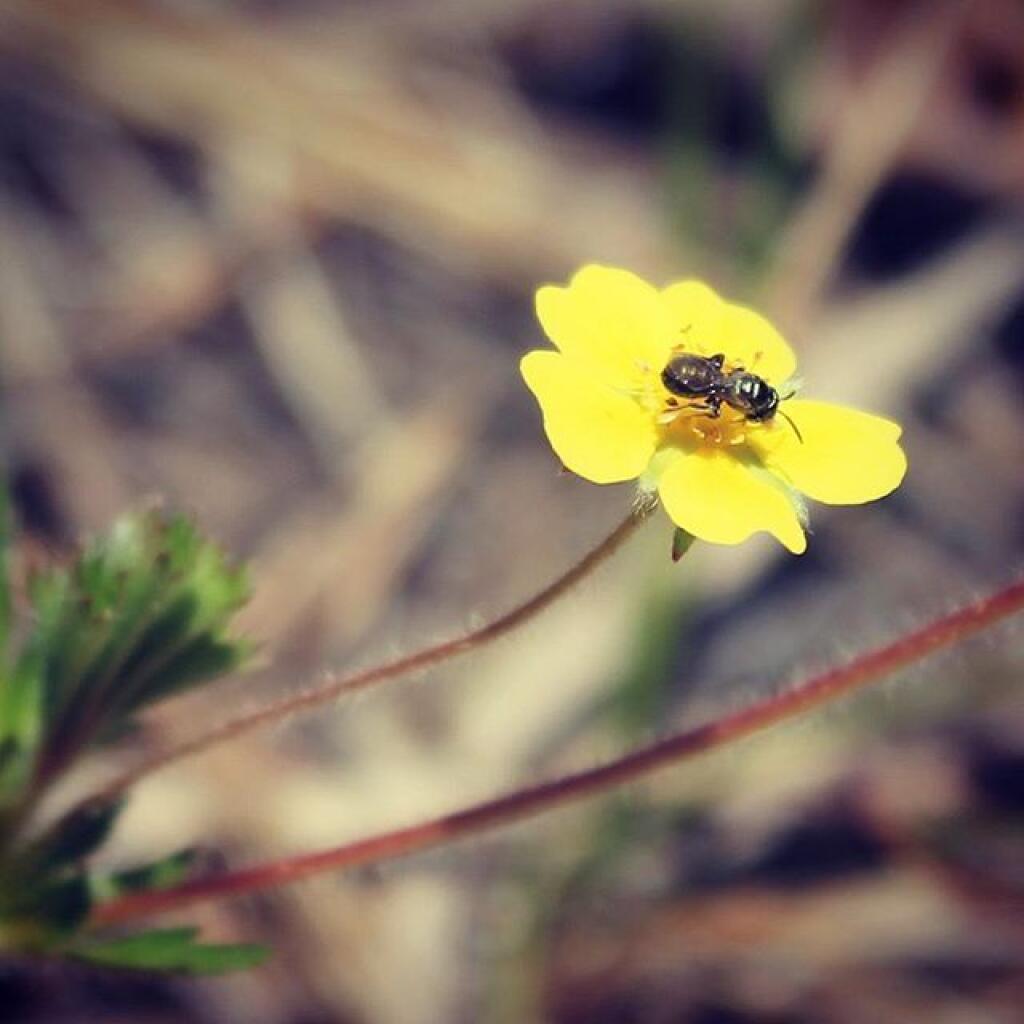 Photo: Golden Aster