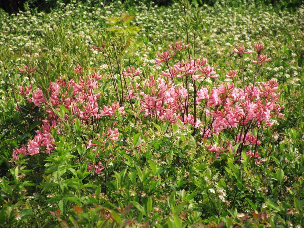 Photo: Mountain Azalea