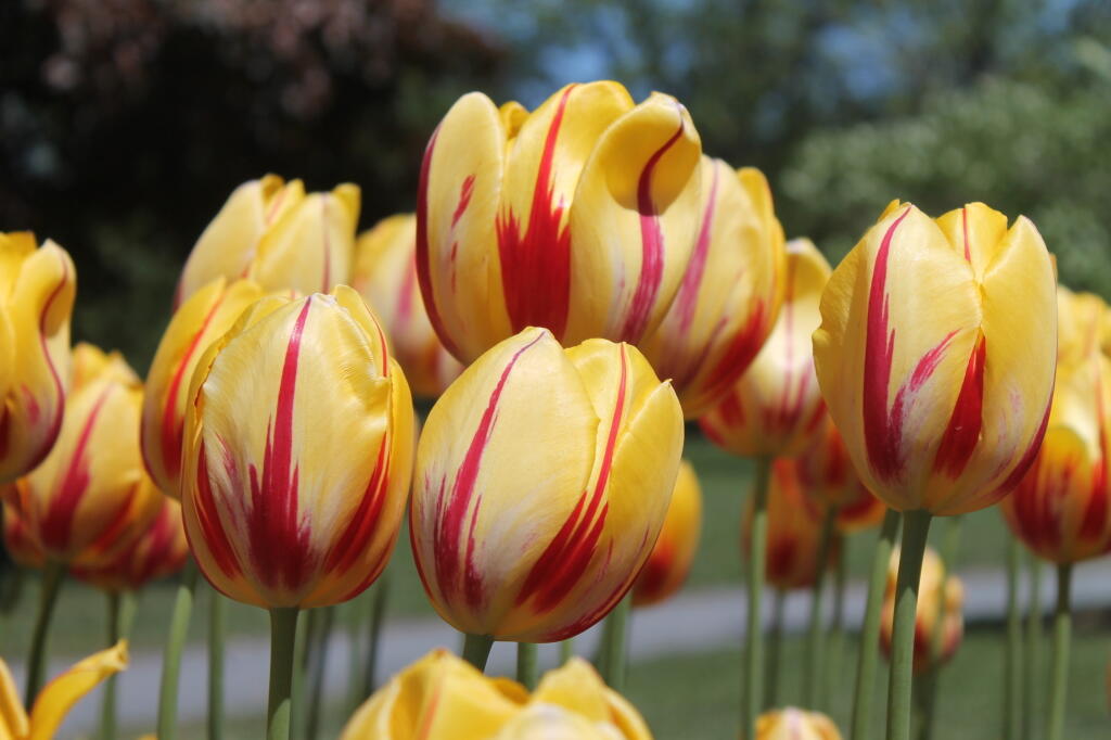Photo: Tulips