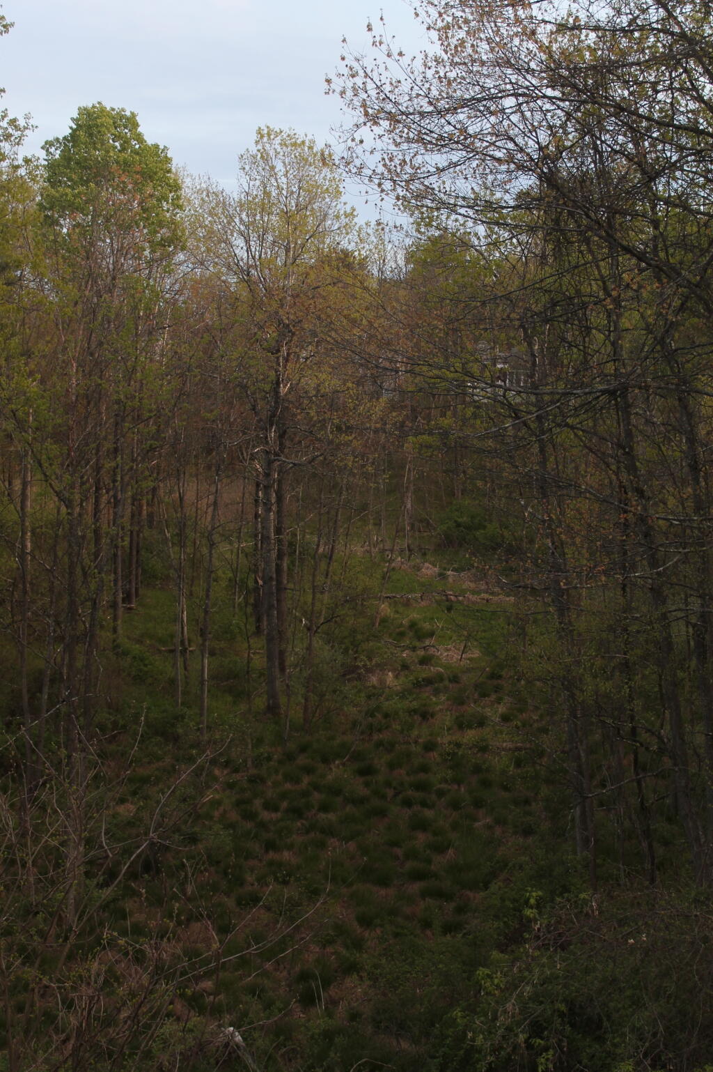Photo: Marshy Woods Photo: Marshy Woods