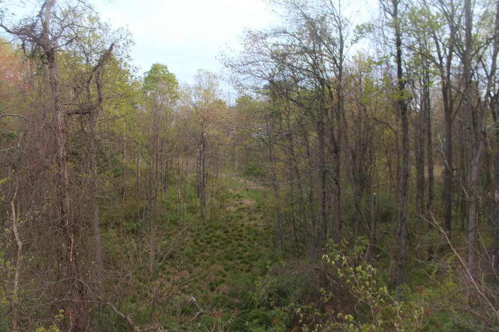 Photo: Woodlands Photo: Woodlands