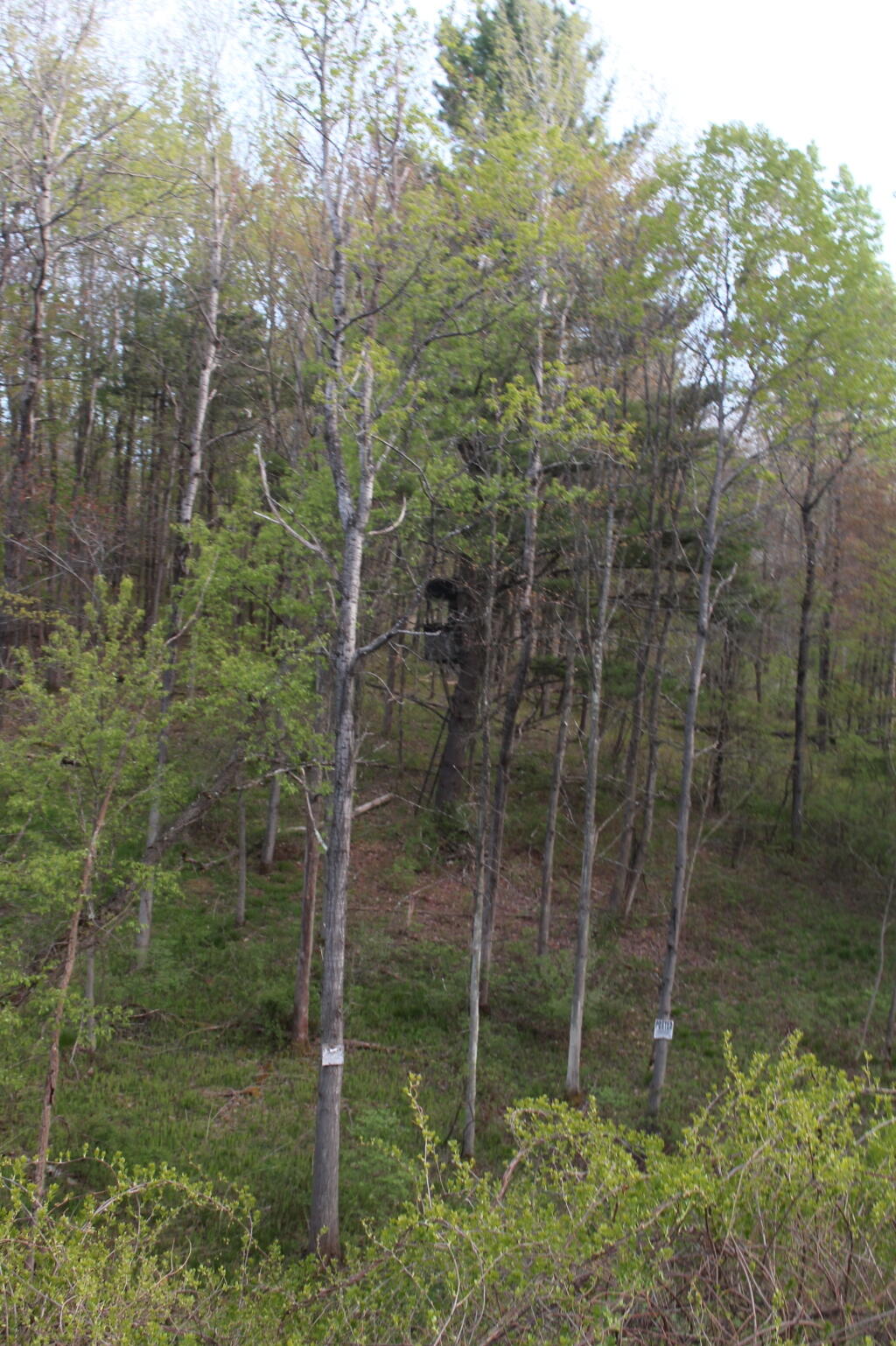 Photo: Tree Stand from Railroad Tracks Photo: Tree Stand from Railroad Tracks