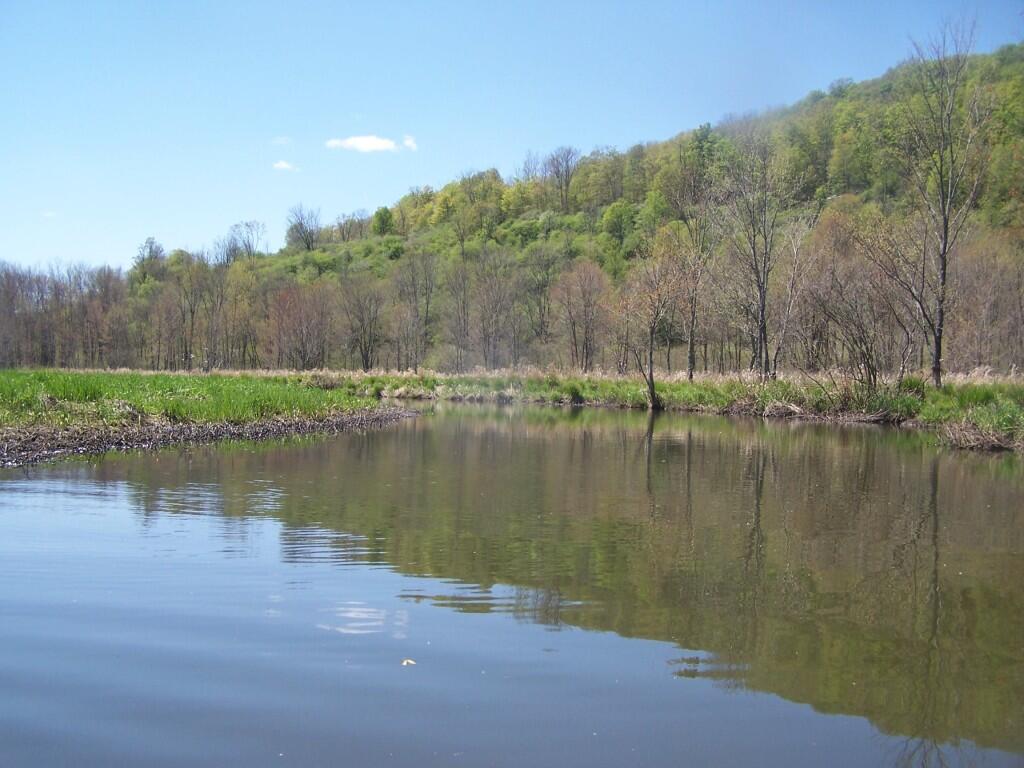 Photo: Open Meadow